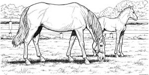Hard Coloring Pictures for Adults Grazzing Horses