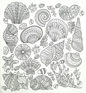 Ocean Coloring Pages for Adults Free Printable Various Kinds of Sea Shell
