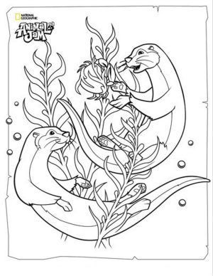 Otters Animal Jam Coloring Pages Printable 8ott