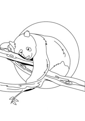 Panda Sleeping on a Tree Branch Coloring Page