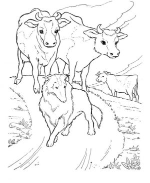 Realistic Cow Coloring Pages Printable Cows and Shepherd Dog