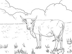 Realistic Cow Coloring Pages to Print Longhorn Cow