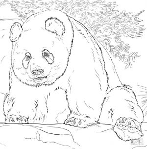 Realistic Giant Panda Coloring Pages