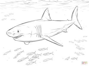 Shark Coloring Pages for Adults – 42719