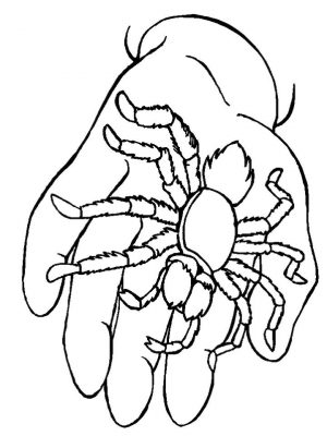 Spider Coloring Pages Printable ht74
