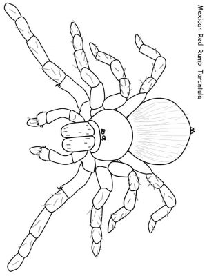 Spider Coloring Pages Printable mt80