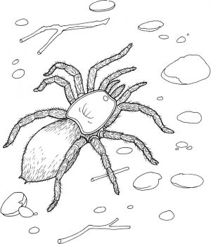 Spider Coloring Pages for Adults 38tz