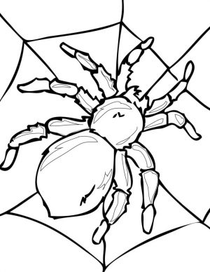 Spider Coloring Pages for Adults 49js