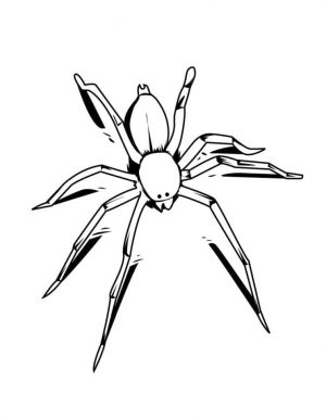 Spider Coloring Pages for Kids 6lt7