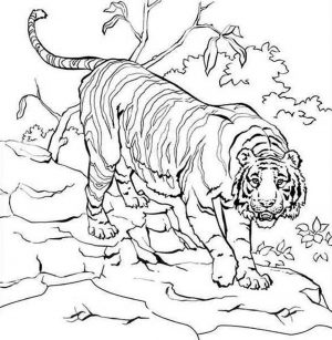 Tiger Coloring Pages to Print for Free – 46021