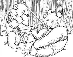 Two Biag Giant Panda Eating Bamboos Coloring Page