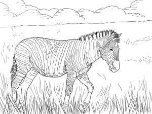 Zebra Coloring Pages rlt9