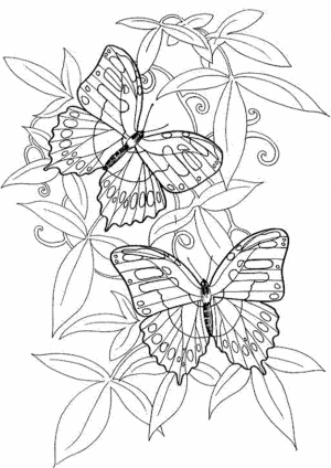 Adult Coloring Pages of Butterfly Printable   9ghj6