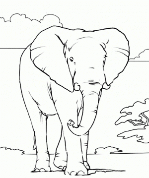 African Elephant Coloring Pages Free Printable   46801