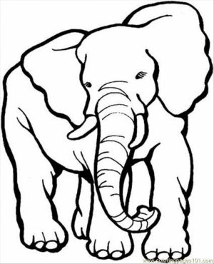 African Elephant Coloring Pages Free Printable   5678093