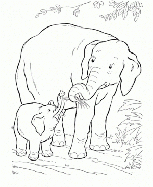 African Elephant Coloring Pages Free Printable   78042