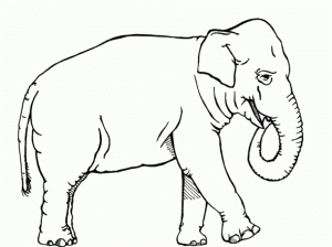 African Elephant Coloring Pages Free Printable   89631