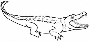 Alligator Coloring Pages Free for Kids   e9bnu