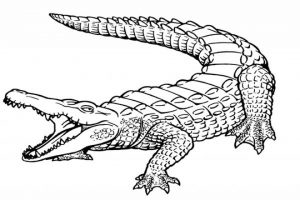 Alligator Coloring Pages Printable for Kids   r1n7l
