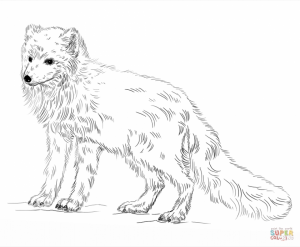 arctic fox coloring pages   73192