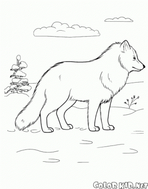 arctic fox coloring pages   tw9m5