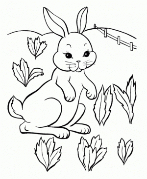 Baby Bunny Coloring Pages for Toddlers   41738