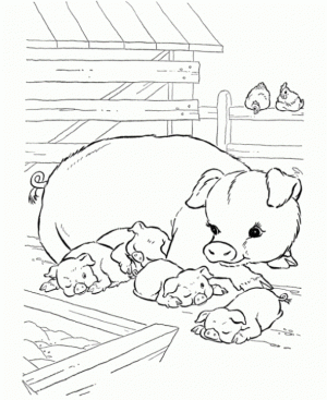 Baby Pig Coloring Pages   ucmw1