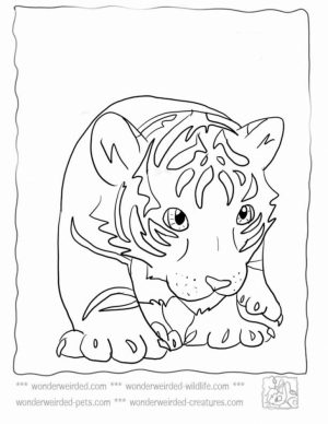 Baby Tiger Coloring Pages to Print   90156