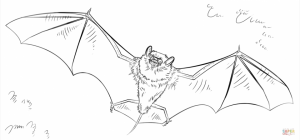 Bat Coloring Pages Free Printable   90956