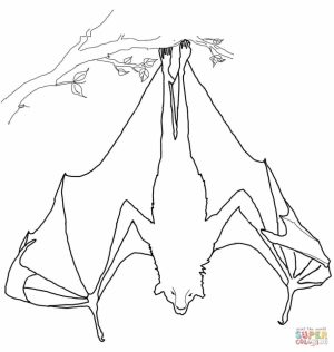 Bat sleeping upside down coloring page   14416