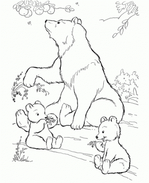 Bear Coloring Pages for Kids   ya82m