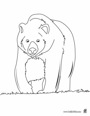Bear Coloring Pages for Toddlers   65789