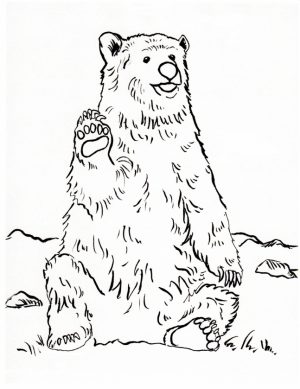 Bear Coloring Pages to Print   16259