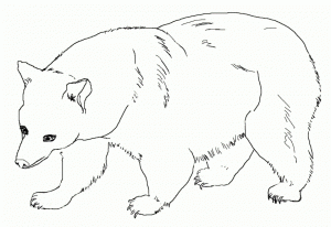 Bear Coloring Pages to Print   65748
