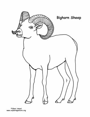Bighorn sheep coloring pages   8316a