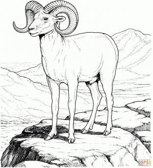 Bighorn sheep coloring pages   tws7x