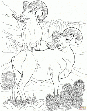 Bighorn sheep coloring pages   txc3m