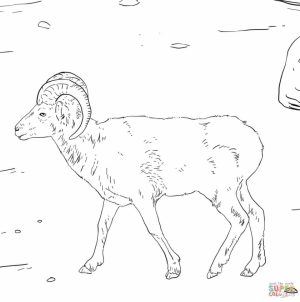 Bighorn sheep coloring pages   wat2n
