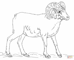 Bighorn sheep coloring pages   ywp8v