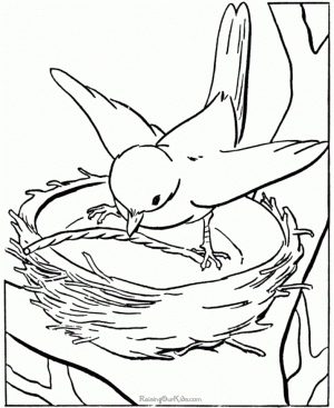 Bird Coloring Pages Animal Printables for Kids   62881