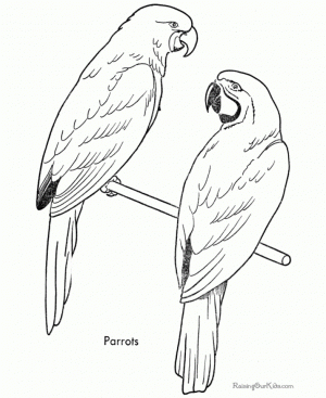 Bird Coloring Pages Animal Printables for Kids   85331
