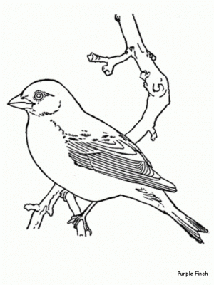 Bird Coloring Pages Free Kids Printable   52885