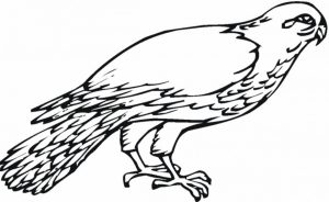 Bird Coloring Pages Free Online   67581