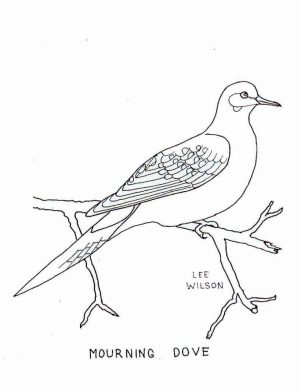 Bird Coloring Pages Free Online   94971