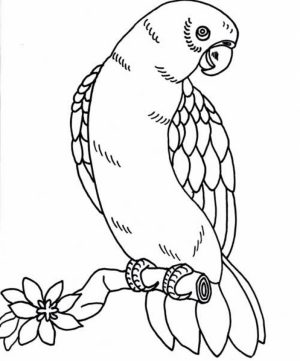 Bird Coloring Pages Free to Print   68349