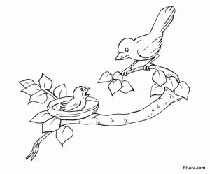 Bird Coloring Pages Kids Printable   26481