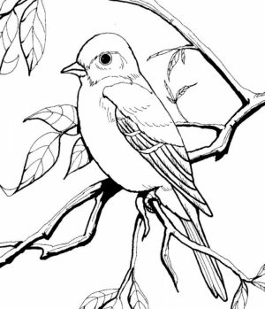 Bird Coloring Pages to Print for Kids   71530