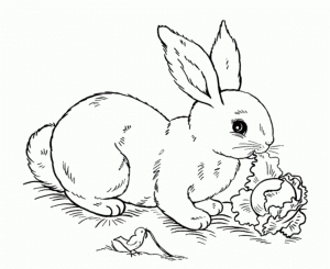 Bunny Coloring Pages Free Printable   41731