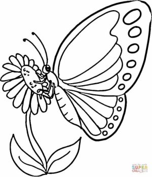 Butterfly Coloring Book Pages   861te