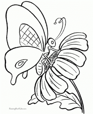 Butterfly Coloring Pages Printable   9102